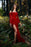 Velvet Prom dresses with sleeves red evening maxi dresses - Prom Dresses